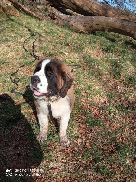 Is there a breed I'm missing?