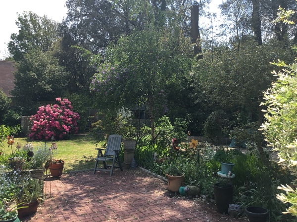 My garden this morning