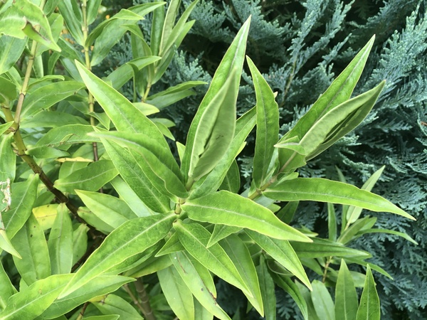 Plant I.D