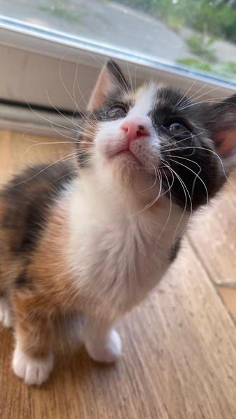 What shall we call this sweetheart?