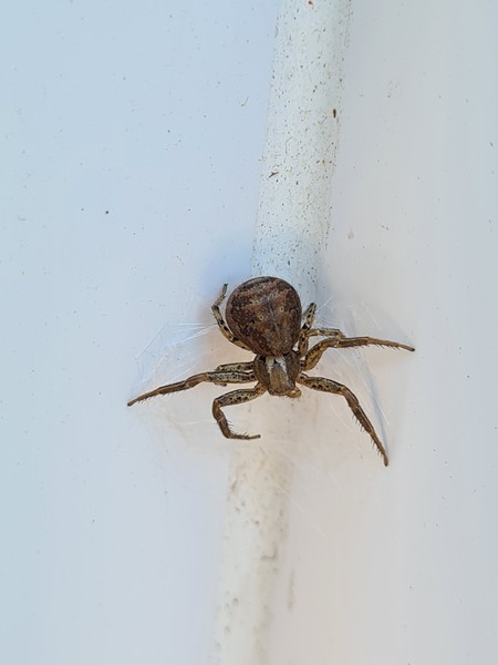 To ask you to help identify this spider?