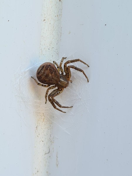 To ask you to help identify this spider?