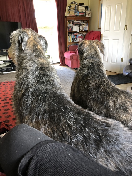 Does your dog sit like this?