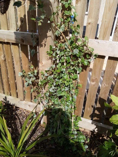 Planted mix of ericaceous and non ericaceous plants - help? New build!
