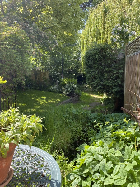 Huge tree in neighbours garden putting our garden in shade
