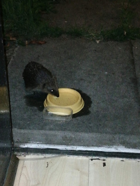 You know you are a night owl when it's not so strange to....