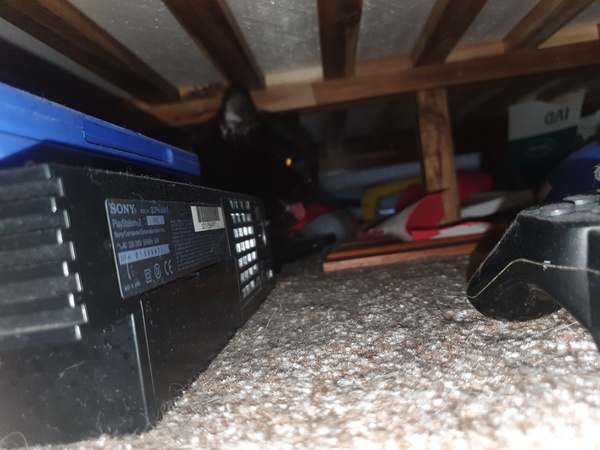 New cat please help