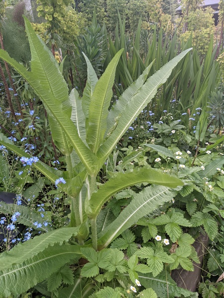 What is this monster?