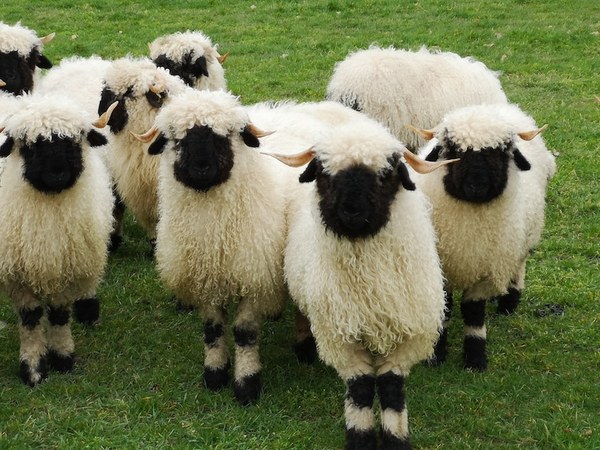 We need antidote - cute animals over here please!