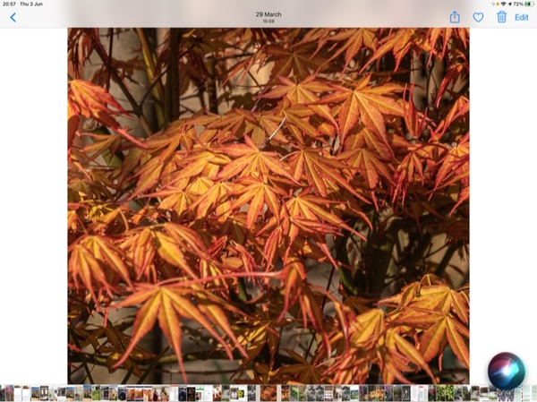 coral bark maple