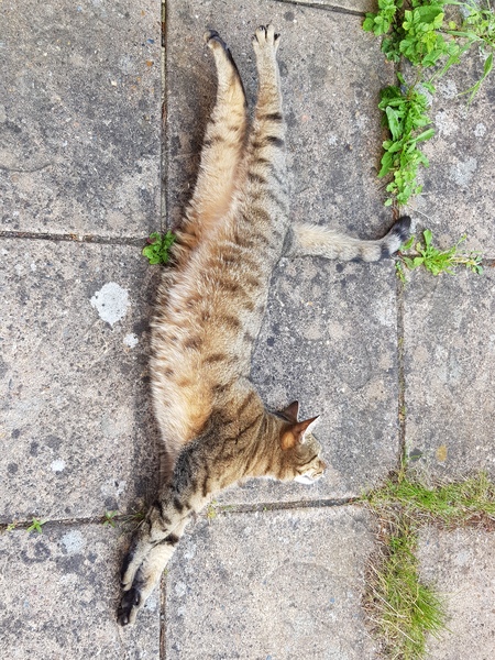 Thug cat part 4.  After all, it's not my Axminster.