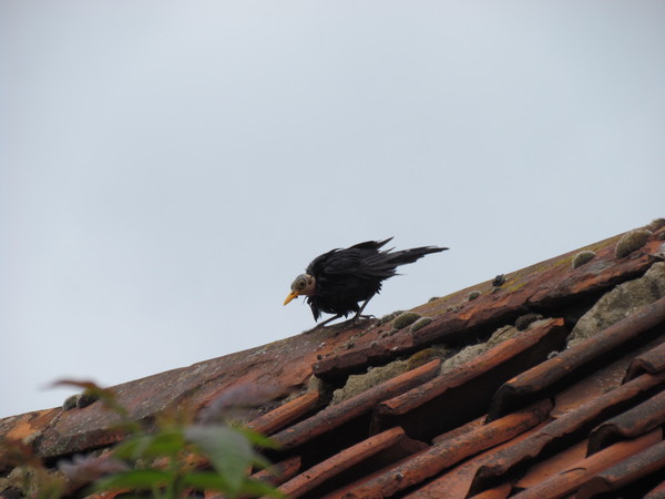 Fledgeling ID anyone please?  It's not a pretty one.