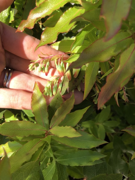 Blueberry bush questions