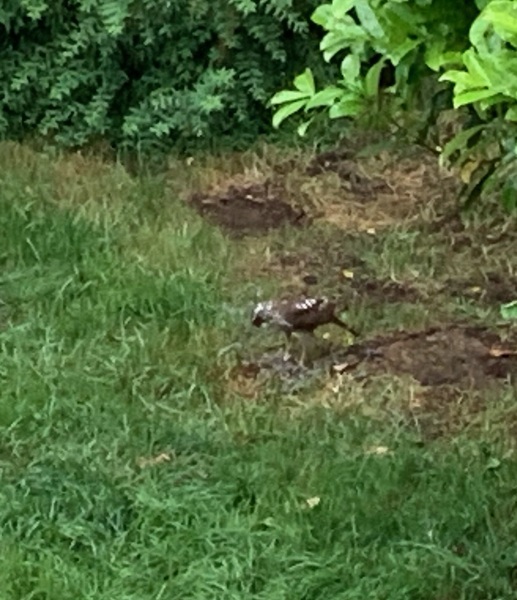 Anyone Help ID This Bird of Prey