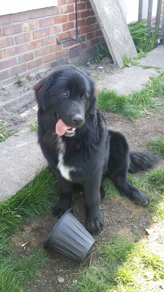 6 month old lost recall completely