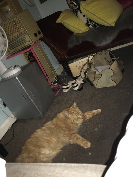 Chez Ollie - All welcome especially Not My Cats. General Cat chat thread