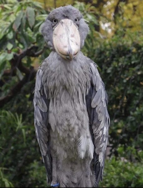 Animals that are...creepy...