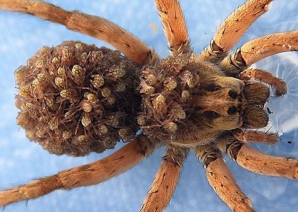 Animals that are...creepy...