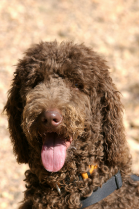 Labradoodle or cockerpoo?