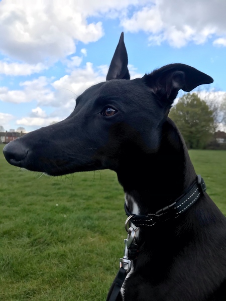 Tell me about your greyhound's routine (pic of our lovely new girl included!)