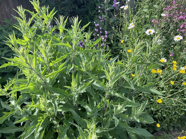 What is this —weed— wildflower