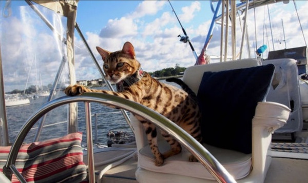 Thug cat part 3.  Unbidden guests are often welcomest when they are gone.