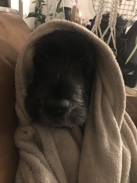 Name your crossbreed - I have a Whaffy.