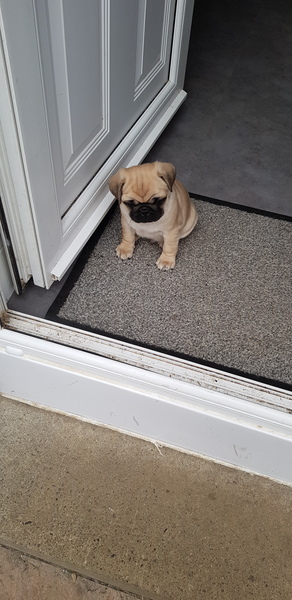 Puppy Survival Thread - May