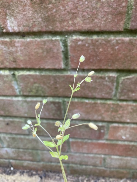 Plant growing like wildfire - what is it?