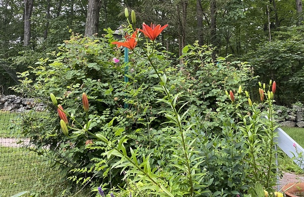 Come and tell me your dull and unexciting news 15: Calmly through the day