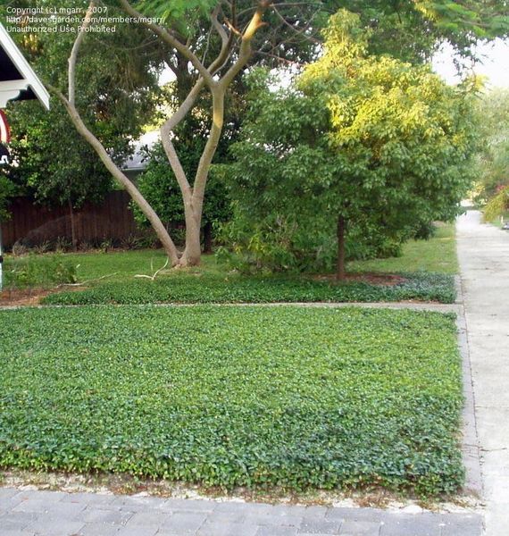 Has anyone actually put real grass IN their garden?