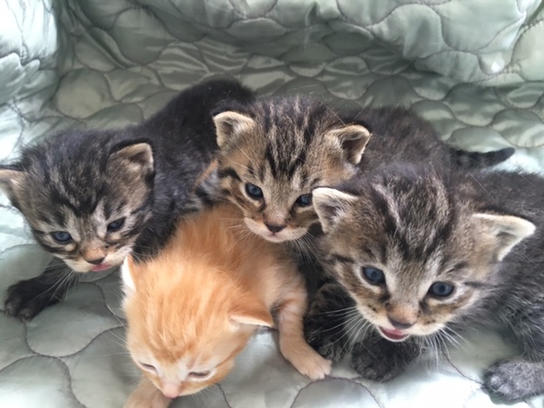 Stinky cat with Kittens