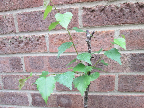 Another plant id please