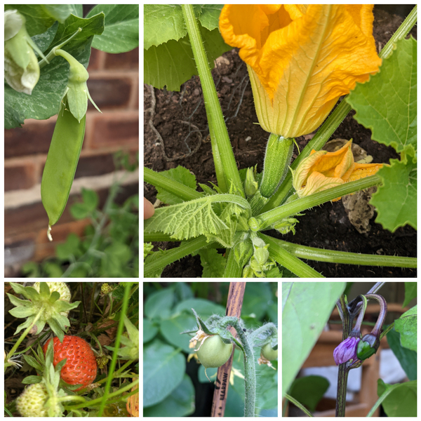 Allotment/Veg Patch Thread 16  Weather weirdness prevails !