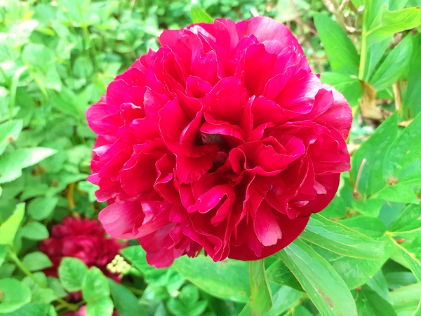 Show us your peonies!