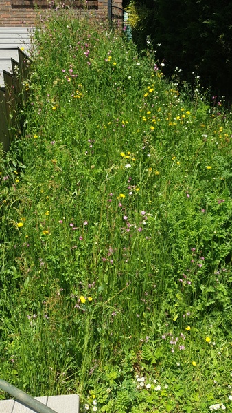 Wildflower advice