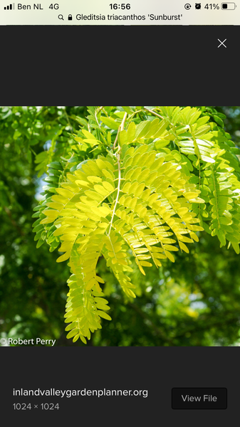What is this beautiful tree?