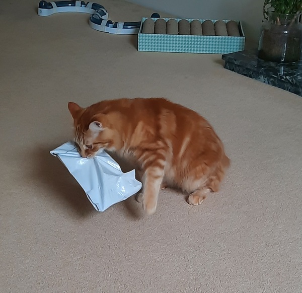 Cats bring me my mail
