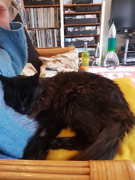 Chez Ollie - All welcome especially Not My Cats. General Cat chat thread