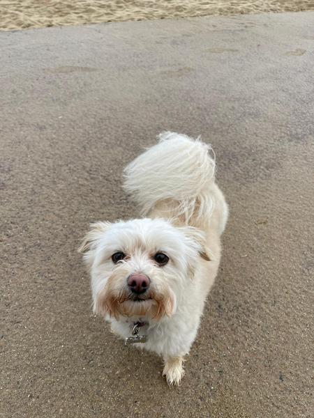 Do you have questions about how to keep your dog healthy and happy post lockdown? Ask PDSA vet and animal expert, Anna Ewers - £200 voucher to be won