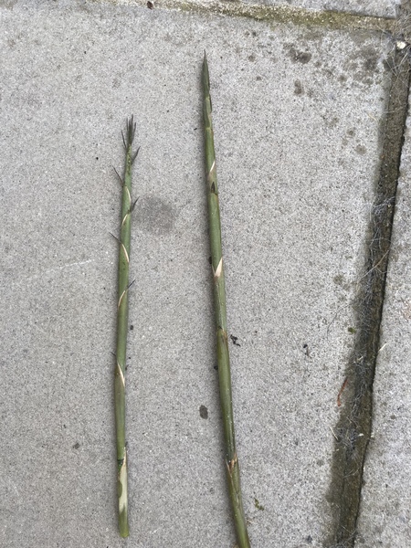 Help! What is this and how do we get rid of it?!