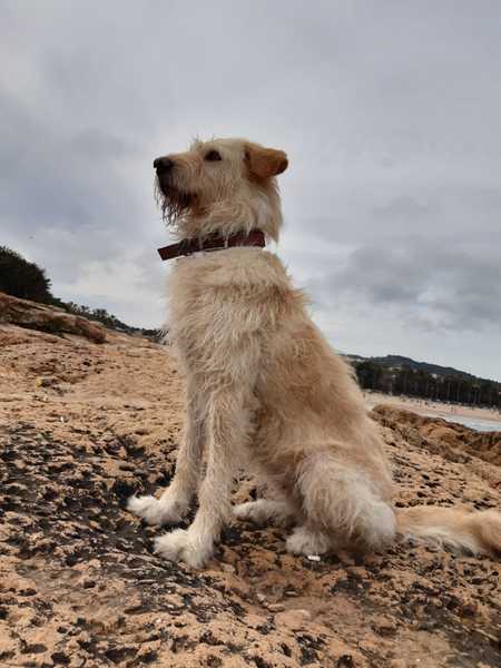 Name your crossbreed - I have a Whaffy.