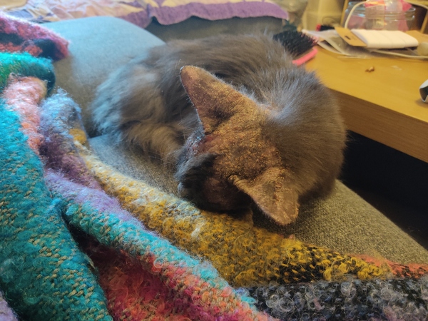 My elusive Lucy - update