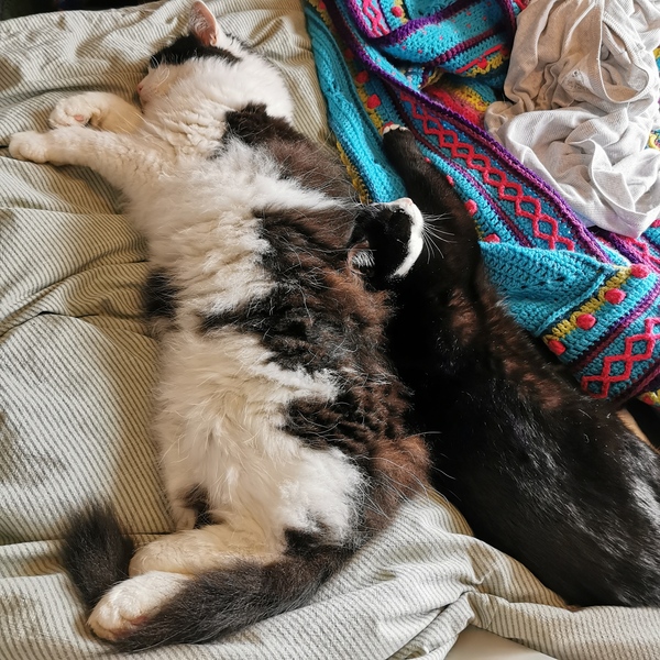 Let's see your sleeping cat pictures