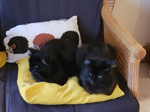 Chez Ollie - All welcome especially Not My Cats. General Cat chat thread