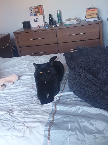 Regretting second cat. WWYD?
