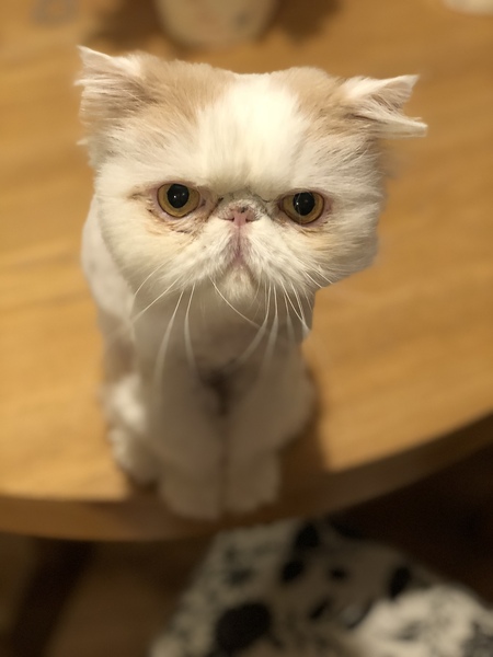 Very elderly cat - how do you make 'that' decision