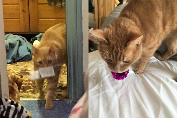 Cats bring me my mail