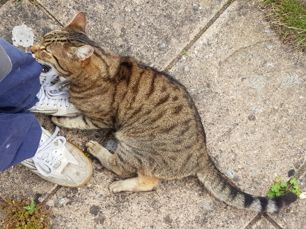 Thug cat part 4.  After all, it's not my Axminster.