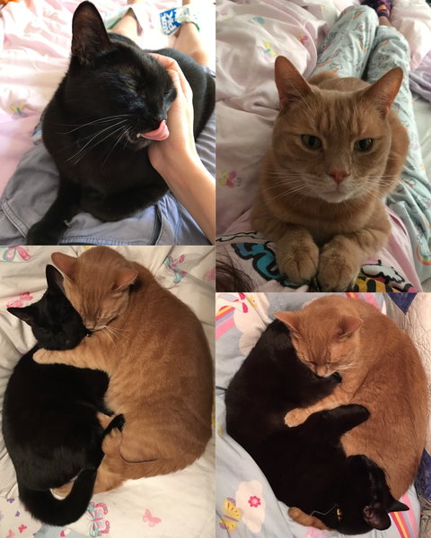Cats bring me my mail